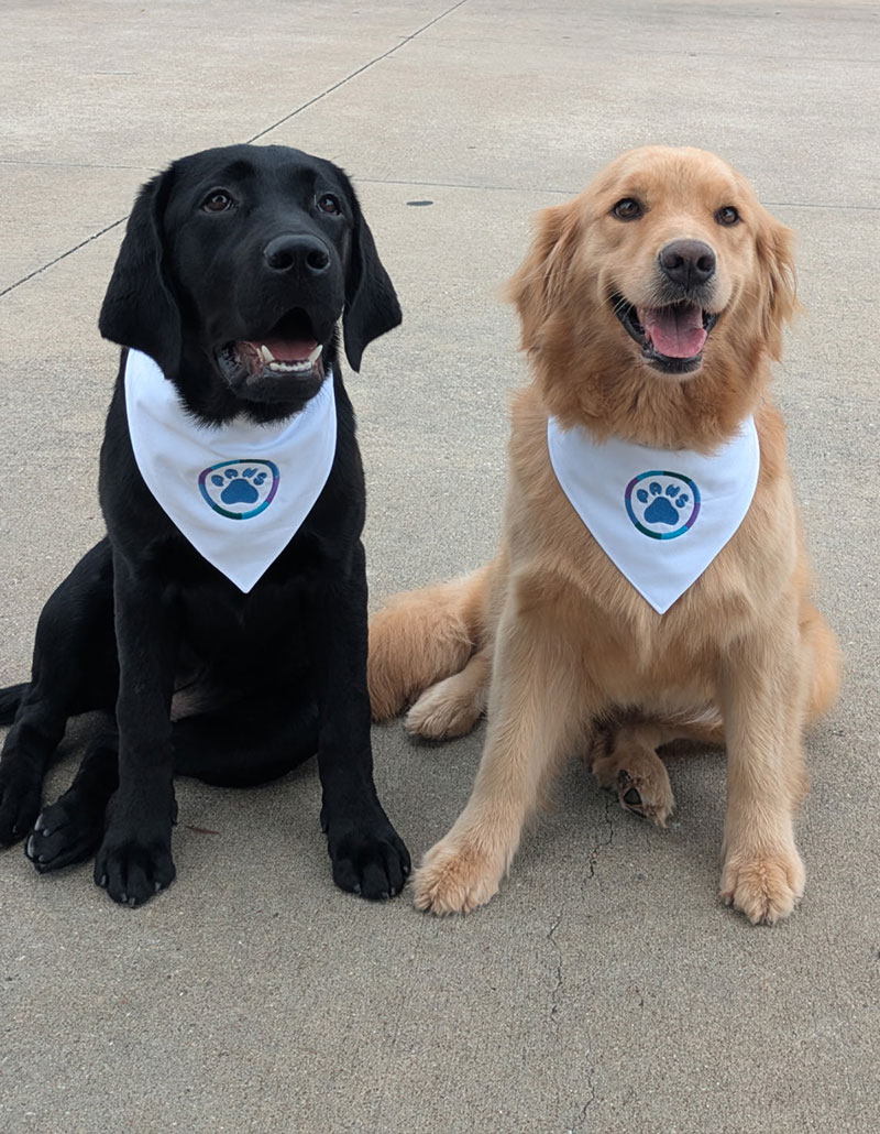 PAWS Comfort Dog Program